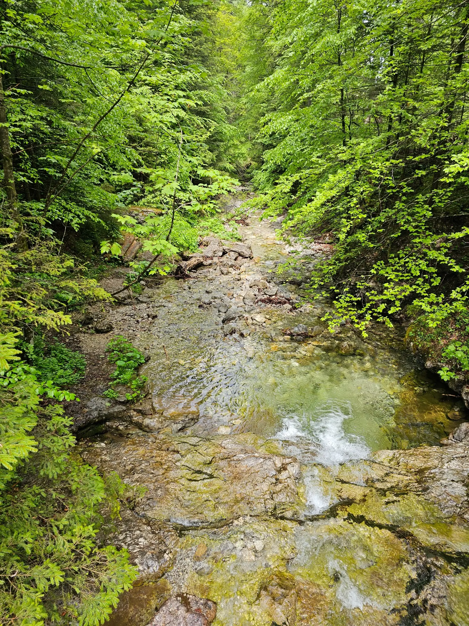 Mountain stream among rocks and forest in Biały Valley