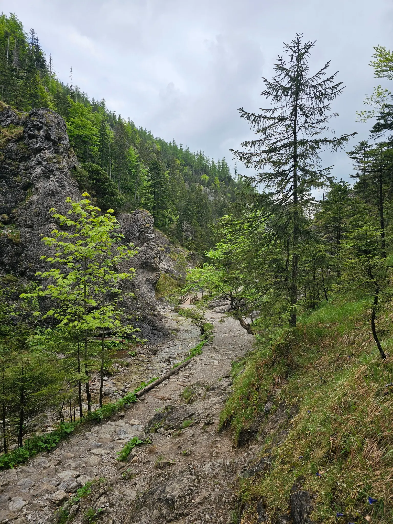 A forest section of the Biały Valley trail